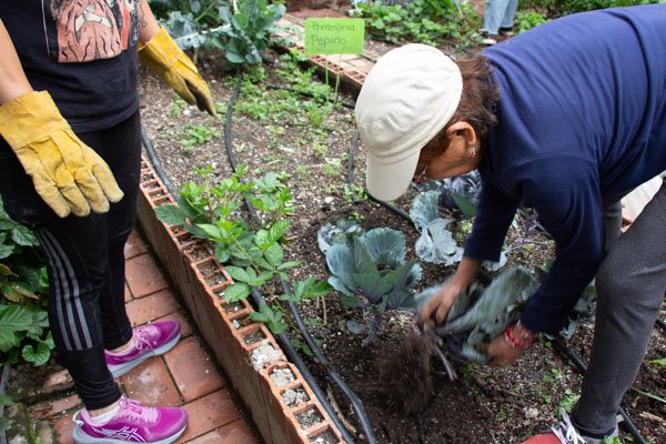 <p>Día de huerta</p> - Imagen 4