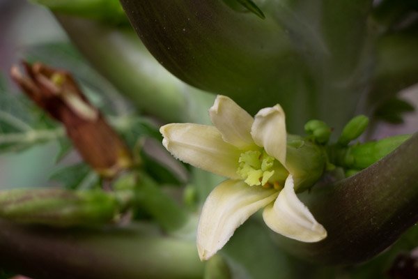 <p>Taller flor y sabor: flores comestibles</p> - Imagen 1